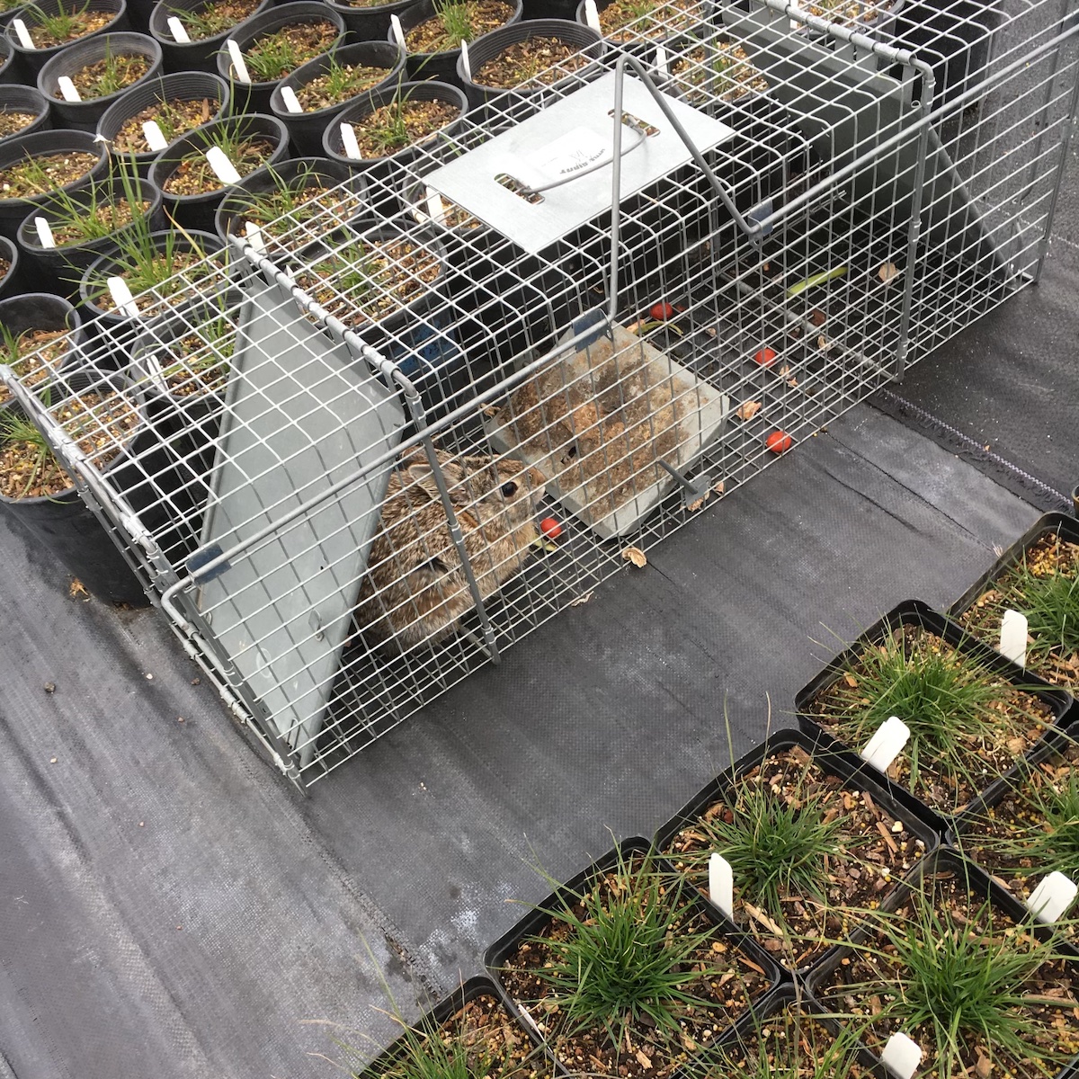 trapped rabbit
