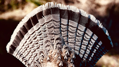 Close-up wild turkey tail fanned, brown and white barred feathers