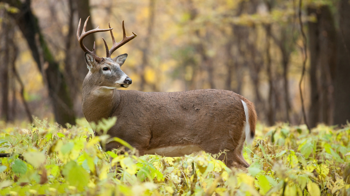 Are Food Plots Overrated?