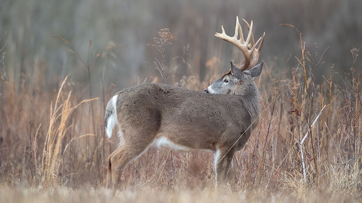 Are You Hunting Memories or Deer?