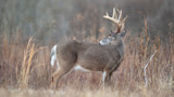 White-tailed buck with large antlers looking back in dry brown grass