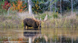 Massive Moose Poaching Bust Sees 20 Defendants Fined Over $200K