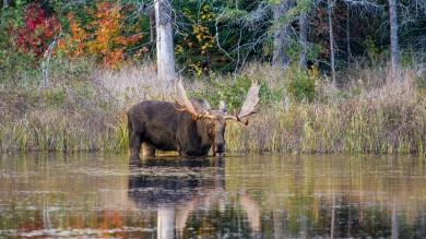 Massive Moose Poaching Bust Sees 20 Defendants Fined Over $200K