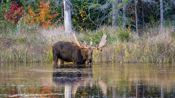 Massive Moose Poaching Bust Sees 20 Defendants Fined Over $200K