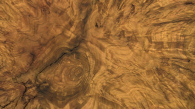 Polished wood burl with swirling grain, concentric knot and dark radial cracks