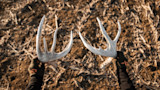 Gloved hands holding two white deer shed antlers over a stubbled field