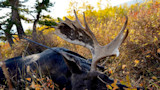 New Proposal Could Close and Restrict Popular Canadian Big Game Hunts