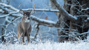 Whitetail buck standing in frosty field with snow-dusted grass and bare trees