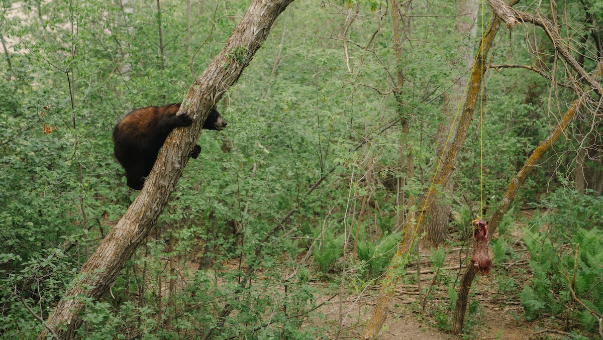 250619 Manitoba Bear-59