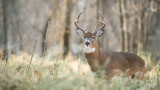 How to Use the Wind to Hunt Mature Bucks 