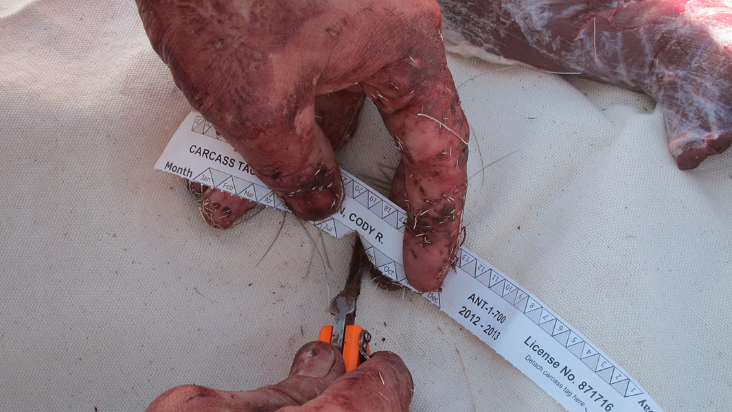 A Guide for Hunting Tags and Licenses