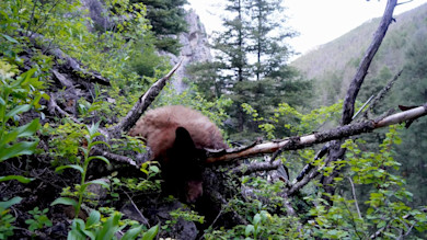 Brown bear carcass draped over fallen logs in green spring forest; rifle rests on branches