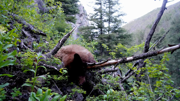 Why We Love Spring Black Bear Hunting