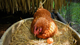 10 Best Egg-Laying Chicken Breeds