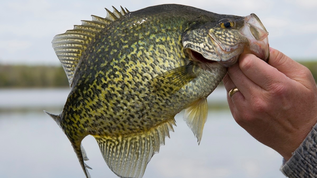 How to Catch Big Summer Panfish