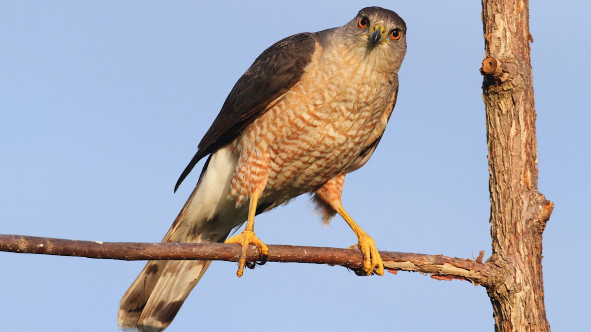 Cal's Poaching Desk: Dog Skinning and Raptor Poaching