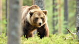 Adult brown grizzly bear walking through green forest undergrowth
