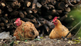 Two brown hens sitting on ground in front of stacked firewood