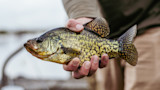 Yellow-green panfish held in hands over a blurred shoreline background