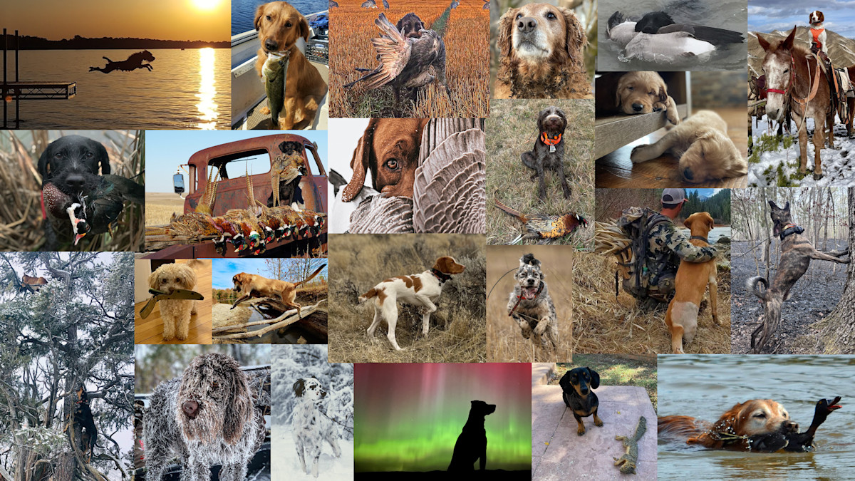 Announcing the Winners of the MeatEater Dog Photo Contest!