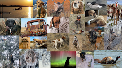Collage of hunting dog photos: dogs retrieving, posing, sleeping, and game birds