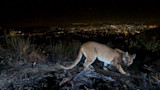 Mother Punches Mountain Lion to Save Son