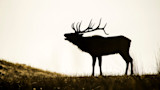 Ask MeatEater: Where Should I Go on My First Elk Hunt?