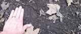 Left hand with dark ring beside cloven hoof print in leaf‑strewn soil