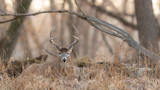 Research Shows Buck Bedding Is Less Predictable Than You Think