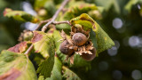 Native Nuts to Forage this Fall 