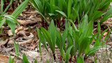 How to Grow Ramps
