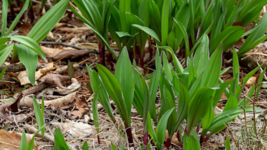 Ramps (wild leeks) growing on a forest floor, bright green leaves and reddish stems