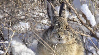 Cottontail rabbit facing camera among snowy brush
