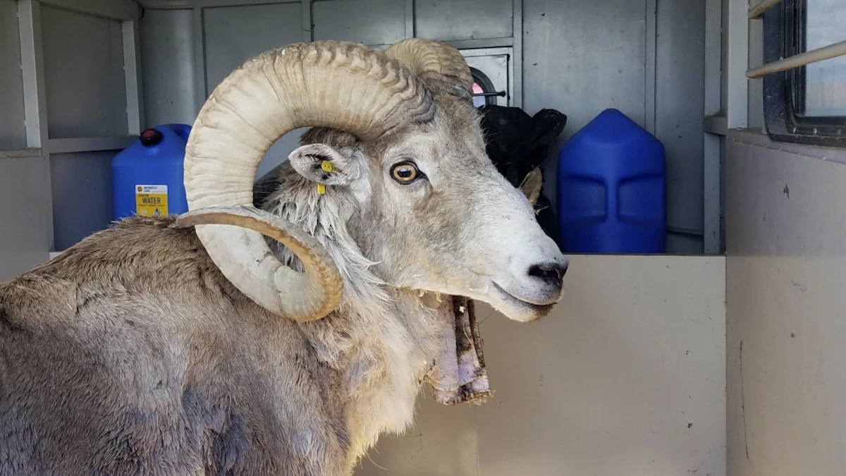 Bighorn ram with large curled horns inside trailer, blue jugs labeled "WATER" behind