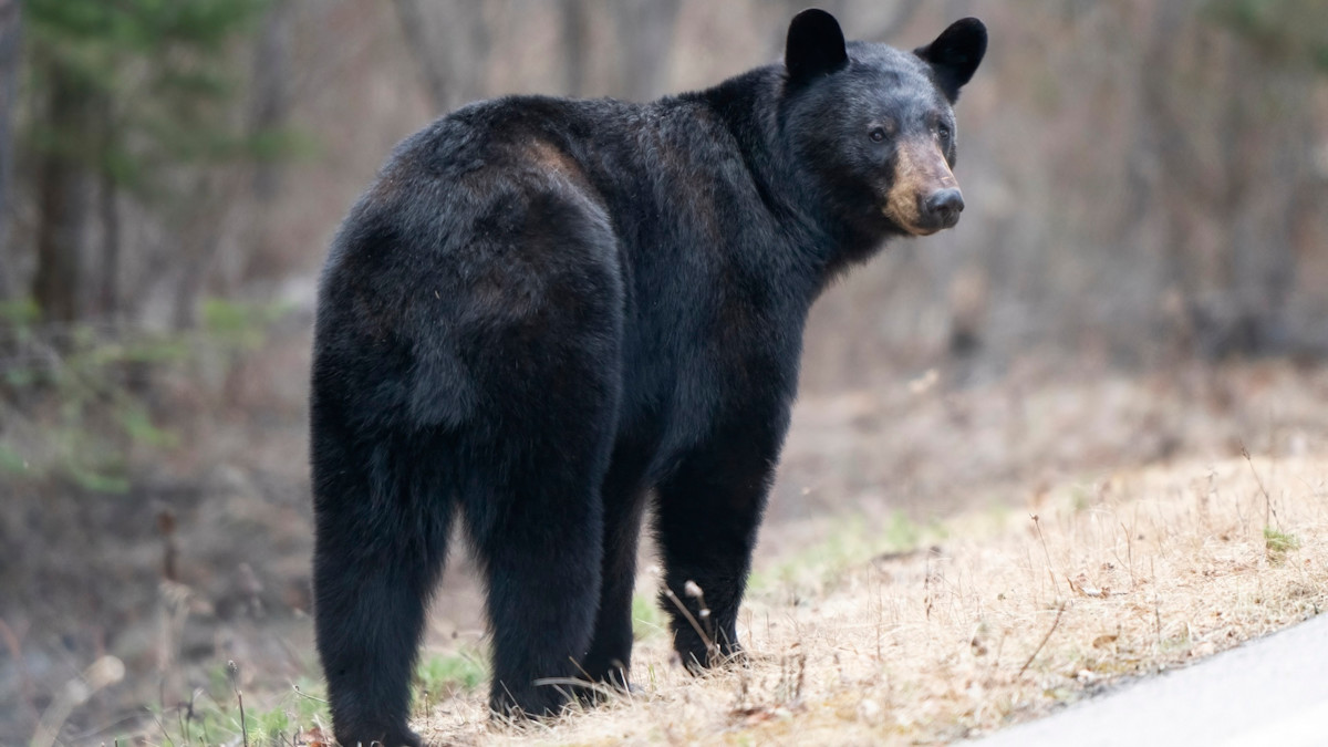 Washington Wildlife Commissioners Who Axed Bear Hunt Criticized for Misconduct