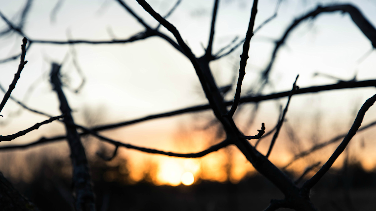 Silhouetted bare tree branches over a blurred orange sunset with the sun near the horizon
