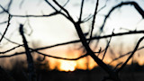 Silhouetted bare tree branches over a blurred orange sunset with the sun near the horizon