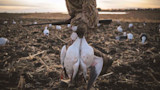 Hunter in camouflage holding three snow geese by the neck and a shotgun in a harvested field at sunrise