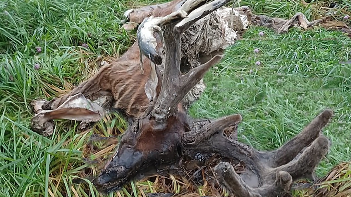 Wisconsin Deer Poacher Sentenced to Jail, $27,417 Fines