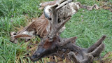 Partially skeletonized buck carcass with large antlers lying in grass