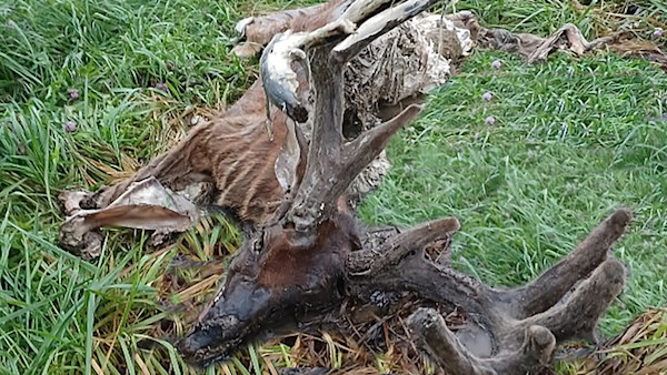 Wisconsin Deer Poacher Sentenced to Jail, $27,417 Fines