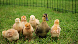Duckling among seven chicks on green grass