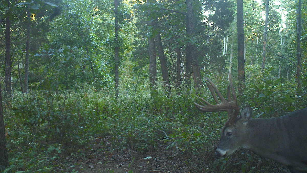 6 Steps to Kill a Homebody Buck