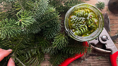 Jar of evergreen needles steeping in oil beside spruce sprigs and red pruners