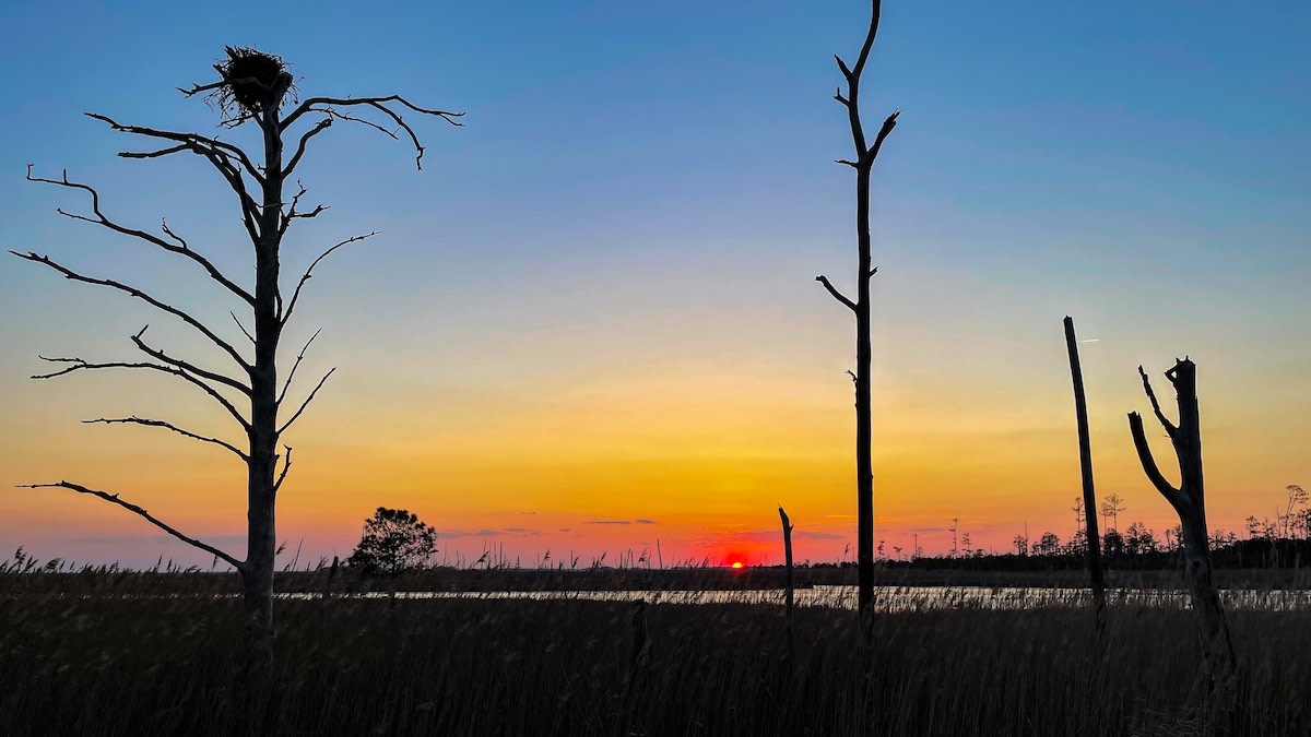 Silhouetted dead trees, one topped with a nest, over marsh at sunset with orange sky and low sun