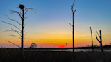 Silhouetted dead trees, one topped with a nest, over marsh at sunset with orange sky and low sun