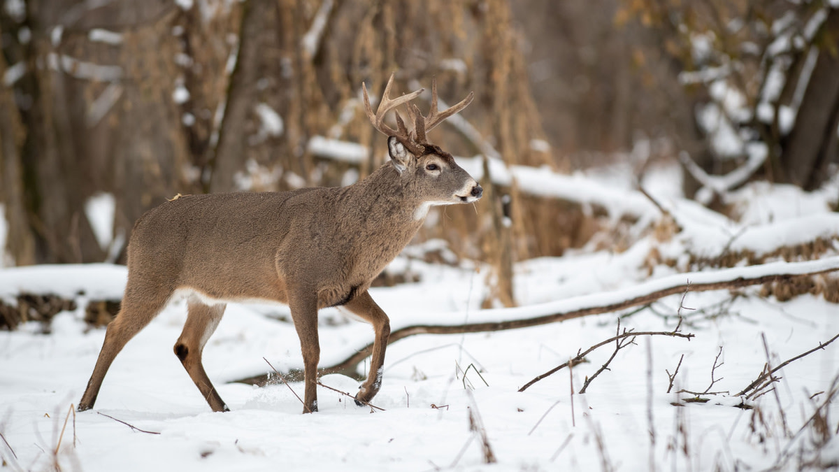 How to Track a Buck in the Big Woods