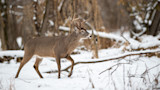 How to Track a Buck in the Big Woods