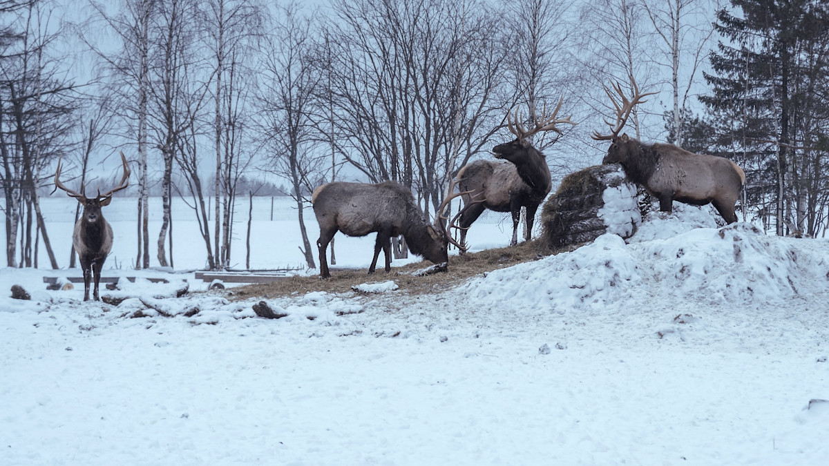 Minnesota Sheriff Gave Farmer an 'Elk Possession Tag.' Now the DNR Is Suing.