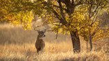 White-tailed buck standing in tall grass under a tree with golden autumn leaves